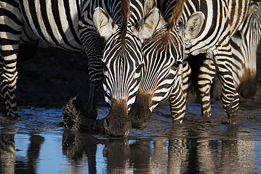 斑马,马,喝,水坑,塞伦盖蒂,坦桑尼亚,非洲