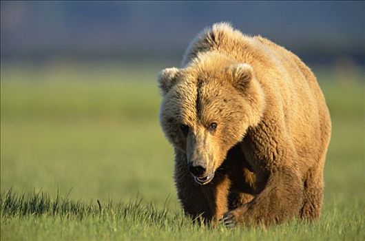 大灰熊,棕熊,雌性,走,青草,卡特麦国家公园,阿拉斯加