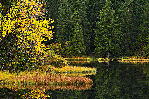 树,反射,湖,秋天,湿地,朱拉,瑞士,欧洲