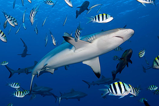 灰礁鲨,黑尾真鲨,鱼,雅浦岛,密克罗尼西亚,大洋洲