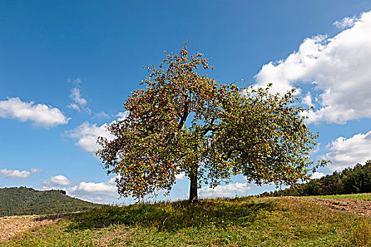 苹果树,秋天,成熟,苹果,普拉蒂纳特,莱茵兰普法尔茨州,德国,欧洲