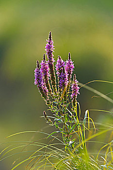 紫色金钱草,国家公园,下奥地利州,奥地利,欧洲