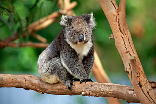树袋熊,成年,坐在树上,袋鼠,岛屿,南澳大利亚州,澳大利亚,大洋洲