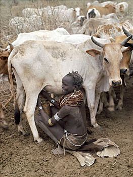 女人,牛奶,母牛,早,早晨,责任,男人,一个,部落,人,生活方式