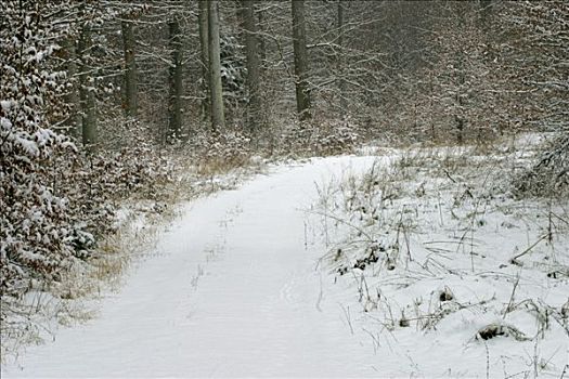 冬天,山毛榉树