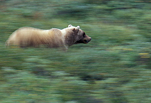 北美,阿拉斯加,德纳里国家公园,棕熊,动态