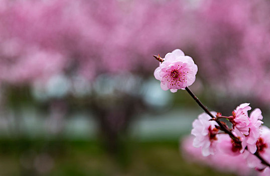 榆叶梅,丁香花