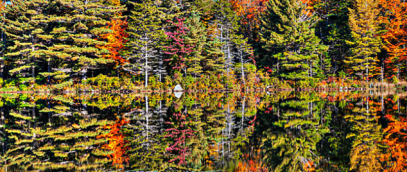 秋天,反射,海狸塘,西部,魁北克,加拿大