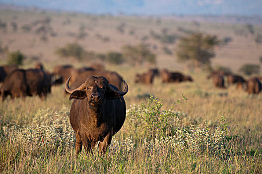 非洲水牛,禁猎区,查沃,肯尼亚