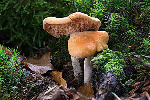 蘑菇,树林,黑森州,德国,欧洲