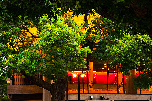 东京上野文化会馆,建筑与大树,人们散步午后阳光下的公园里