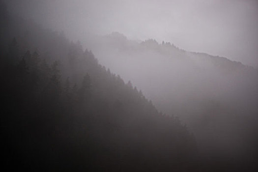 风景,雾,自然