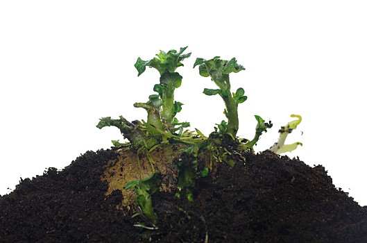 发芽,土豆,白色背景,背景