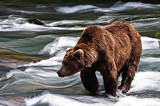 一个,大,雄性,大灰熊,站立,迅速,水,等待,三文鱼,布鲁克斯河,卡特麦国家公园,保存,阿拉斯加,夏天