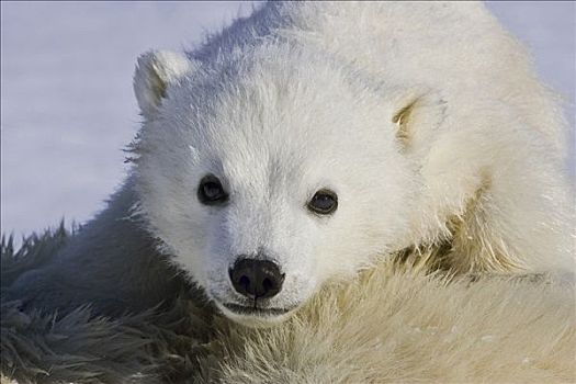 北极熊,3-4岁,老,幼兽,偷窥,上方,身体,研究人员,脆弱,瓦普斯克国家公园,曼尼托巴,加拿大
