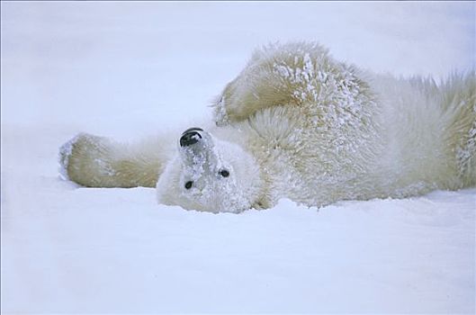 北极熊,雪,哈得逊湾,加拿大