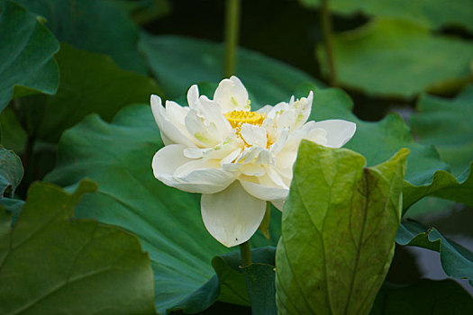 济南大明湖荷花