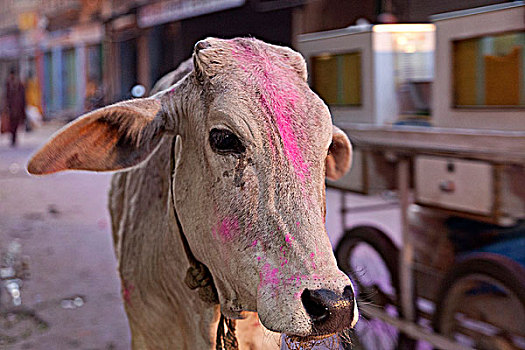 印度,拉贾斯坦邦,母牛,鲜明,粉末,涂绘,局部,节日