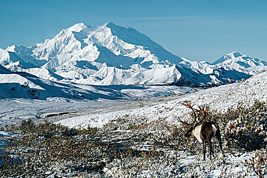 北美驯鹿,驯鹿属,麦金利山,德纳里峰国家公园,阿拉斯加