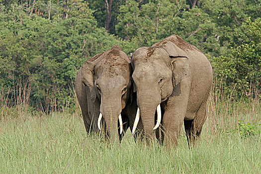近成年,大象,雄性动物