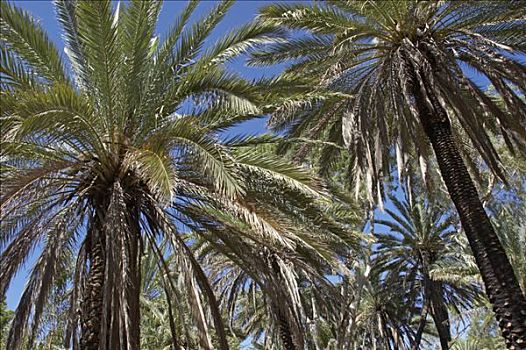 棕榈树,国家公园,区域,西澳大利亚
