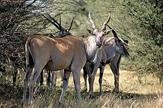 大羚羊,牧群,靠近,树,阿多大象国家公园,东开普省,南非