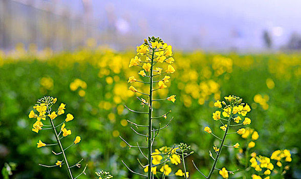 油菜花