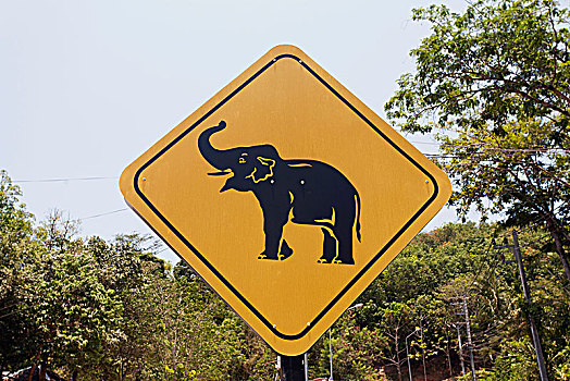 路标,小心,大象,露营,普吉岛,省,泰国,亚洲