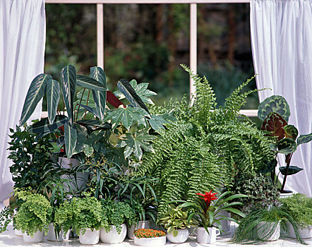 绿色,植物,窗户