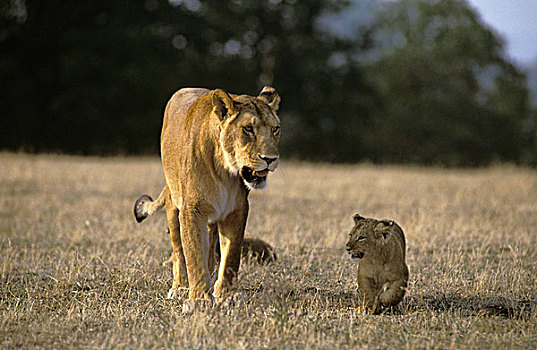 非洲狮,狮子,雌性,幼兽,走,干草,肯尼亚