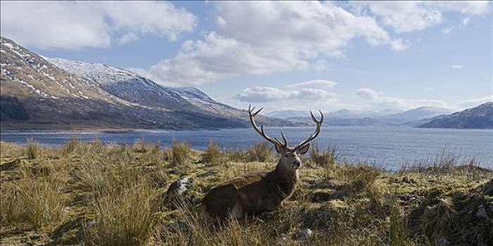赤鹿,鹿属,鹿,杜鹿,休息,边缘,湖,山,栖息地,高地,苏格兰