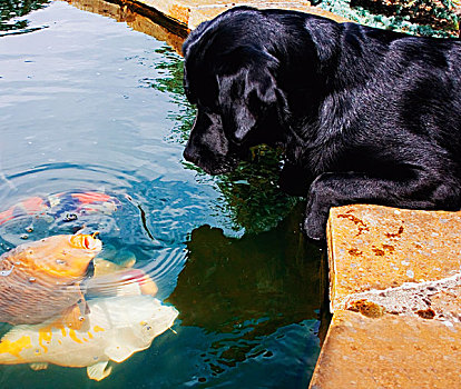 狗,看,鱼,水,诺森伯兰郡,英格兰