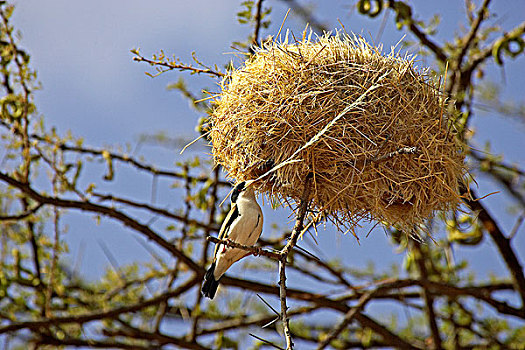鸟窝,刺槐,肯尼亚