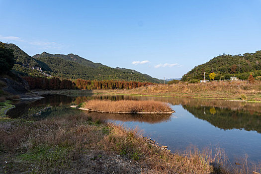 小芝红杉林,小芝红树林