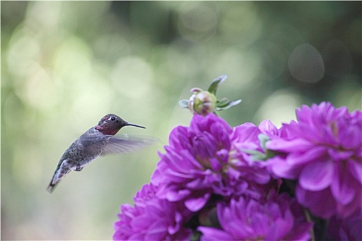 蜂鸟,紫花
