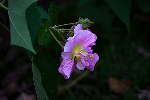 木芙蓉,木莲,芙蓉花