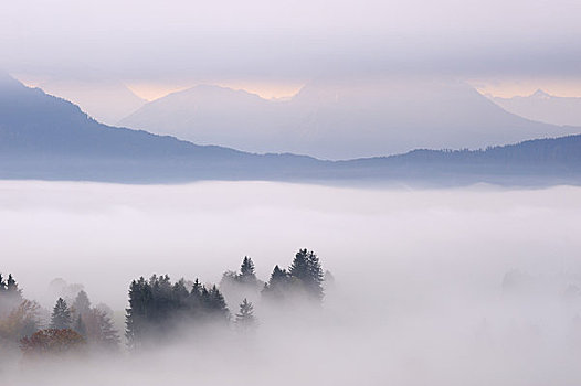 雾状,早晨,上方,斯瓦比亚,巴伐利亚,德国