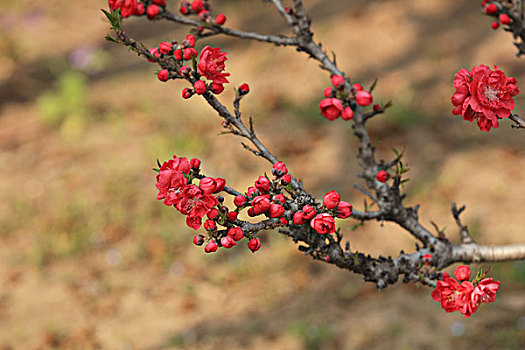 桃花,自然