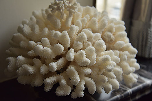 白珊瑚,珊瑚,摆件