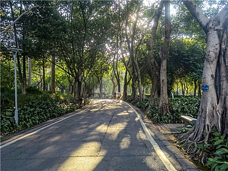 广州2022年冬天的早晨天河公园随拍小路景色