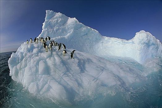 阿德利企鹅,群,冰山,东方,南极