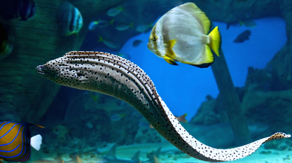 淡水海鳝图片