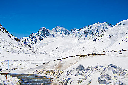 新疆,雪山,蓝天,狗