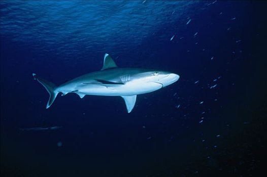 巴布亚新几内亚,水下,鲨鱼