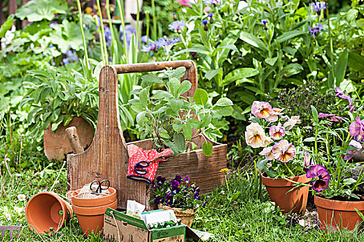 堇菜属,罐,园艺手套,木质,花园,正面,花坛