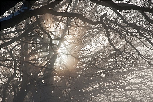 冬天,雾气,树