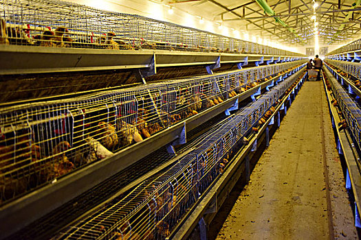 蛋鸡养殖场