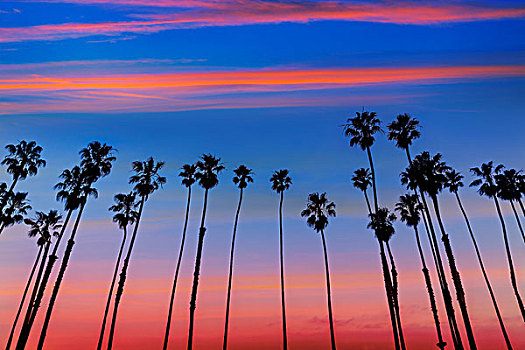 加利福尼亚,日落,棕榈树,排,圣芭芭拉,美国