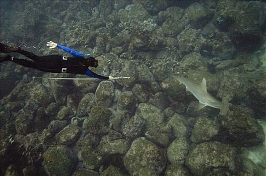 圆齿状,槌头双髻鲨,路氏双髻鲨,研究人员,沃尔夫岛,加拉帕戈斯群岛,厄瓜多尔