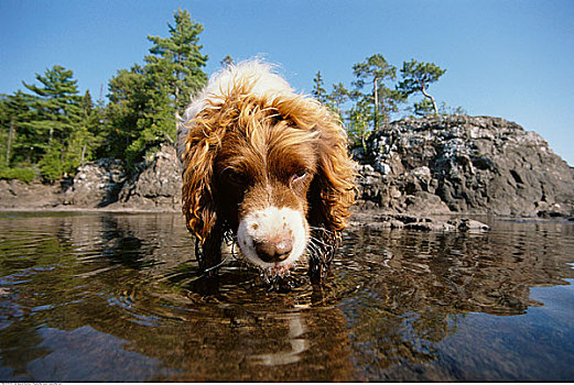狗,喝,湖水